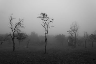 Bare trees on field against sky during foggy weather