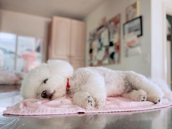 Close-up of a dog at home