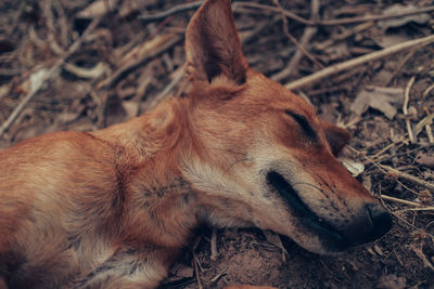 Close-up of a dog lying on field