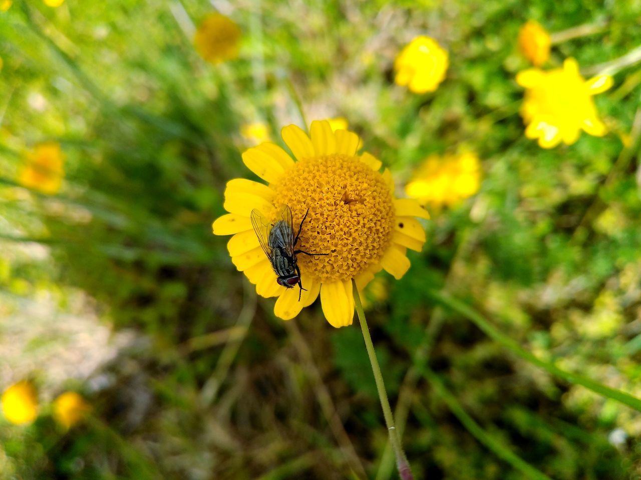 CLOSE-UP OF YELLOW FLOWER