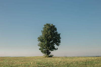 Tree on field against clear sky