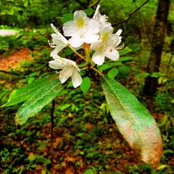 Close-up of white flowers
