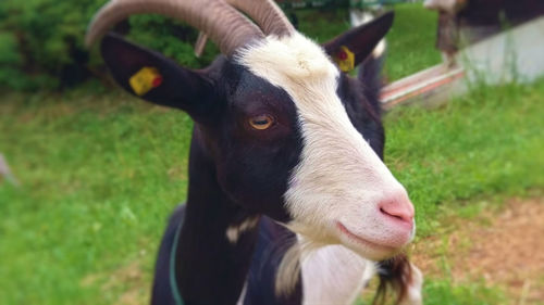 Close-up of cow on field