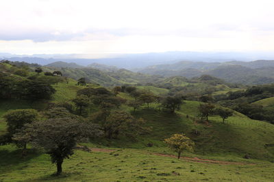 Scenic view of trees on field against sky