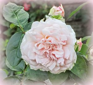 Close-up of pink rose