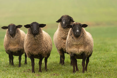 Portrait of sheep on field