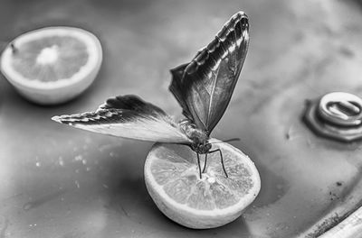 High angle view of fruit on table