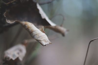 Close-up of frost on snow