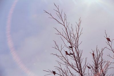 Low angle view of bare trees against sky