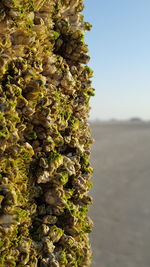 Close-up of plants growing on mountain