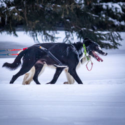 Dogs running on snow covered field