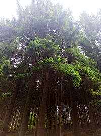 Low angle view of trees against sky