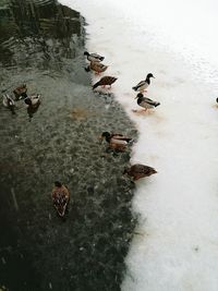 High angle view of birds in lake during winter