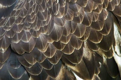 Close-up of eagle