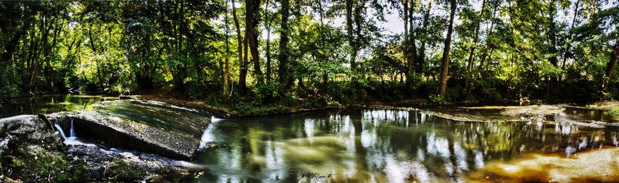 Scenic view of river amidst trees in forest