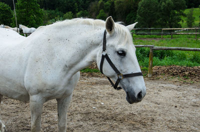 Close-up of white horse on field