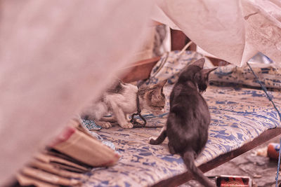 High angle view of cats relaxing on land