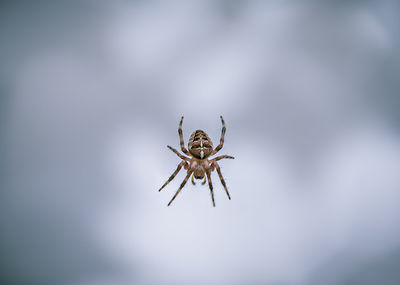 Close-up of spider