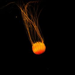 Close-up of illuminated pumpkin against black background