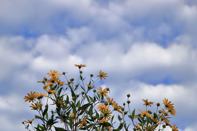 Low angle view of flowering plant against sky