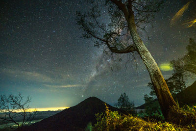 Low angle view of tree against star field