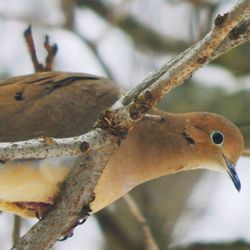 Close-up of a bird on branch