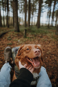 Friendship between happy brown nova scotia duck tolling retriever and human. girl caressing pet. 