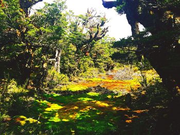 Trees in forest