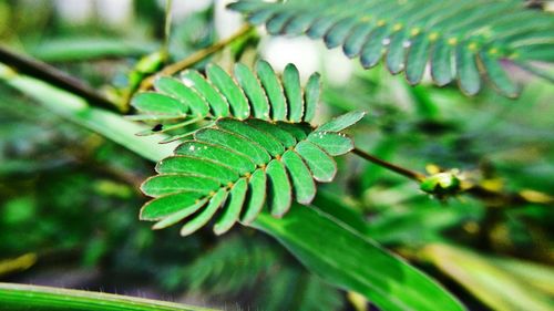 Close-up of caterpillar on plant