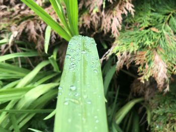 Close-up of wet grass