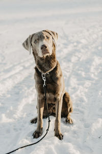 Portrait of brown labrador retriever sitting on snow