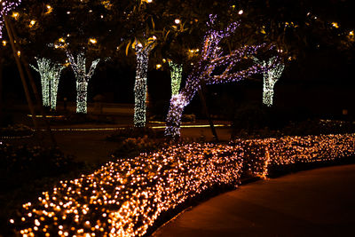 Illuminated christmas tree at night