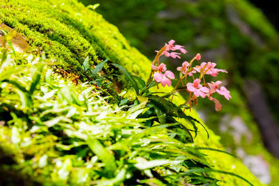 Close-up of pink flowering plant