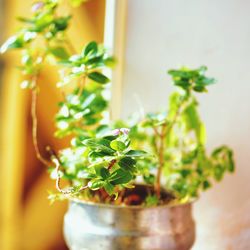 Close-up of potted plant on table