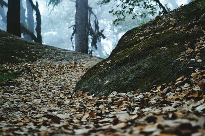 Surface level of trees