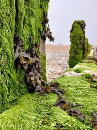 Close-up of lichen and seaweed on wooden groyne