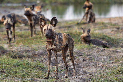 Herd of hyenas on field