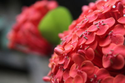Close-up of red flowering plant