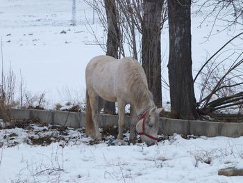 White horse standing on snow covered field