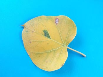 High angle view of yellow maple leaf against blue background