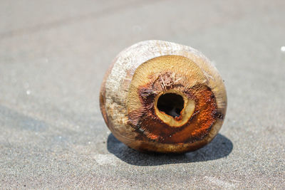 High angle view of shell on land