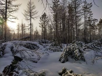 Snow covered land and trees in forest against sky