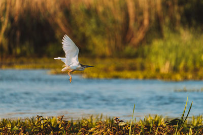 Bird flying over lake