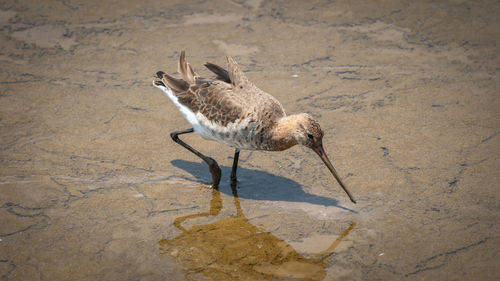 Bird in a desert