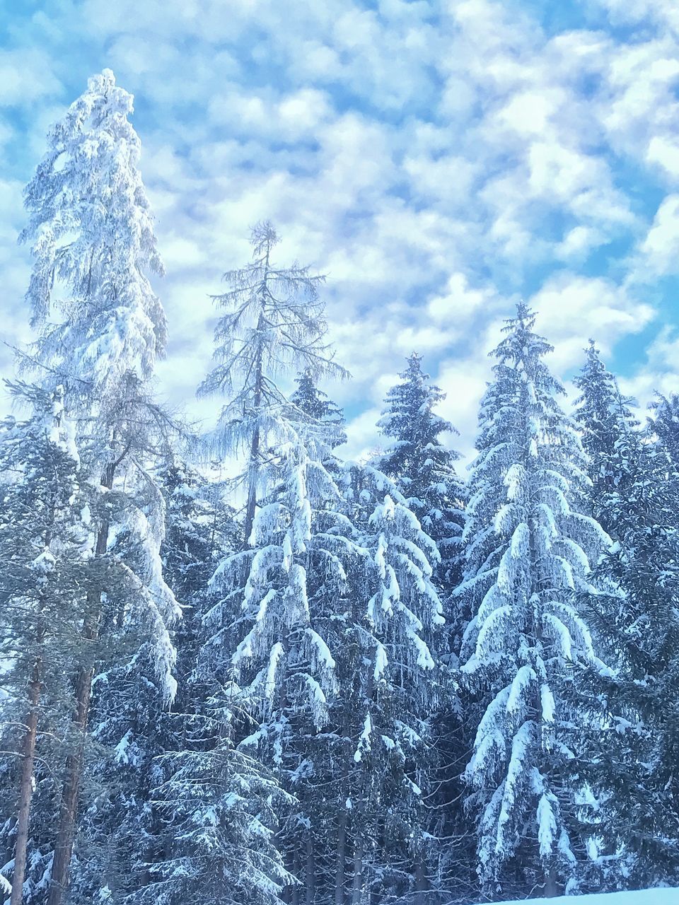 SNOW COVERED PINE TREES AGAINST SKY