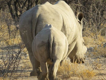 Rhinoceroses standing on field