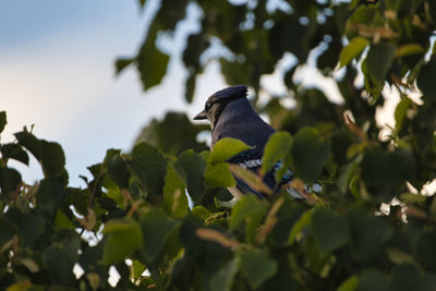 Low angle view of bird perching on plant