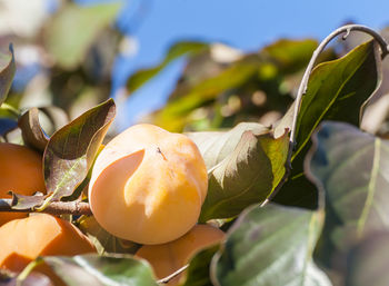 Close-up of fruit tree