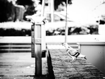 Pigeon perching on retaining wall