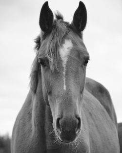 Close-up portrait of a horse